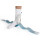 ofa Push ortho Knöchelorthese Aequi Junior - HM-Nr. 23.02.02.1035